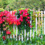 Wilder Wein – Selbstkletternde Jungfernrebe mit herbstlicher Farbexplosion