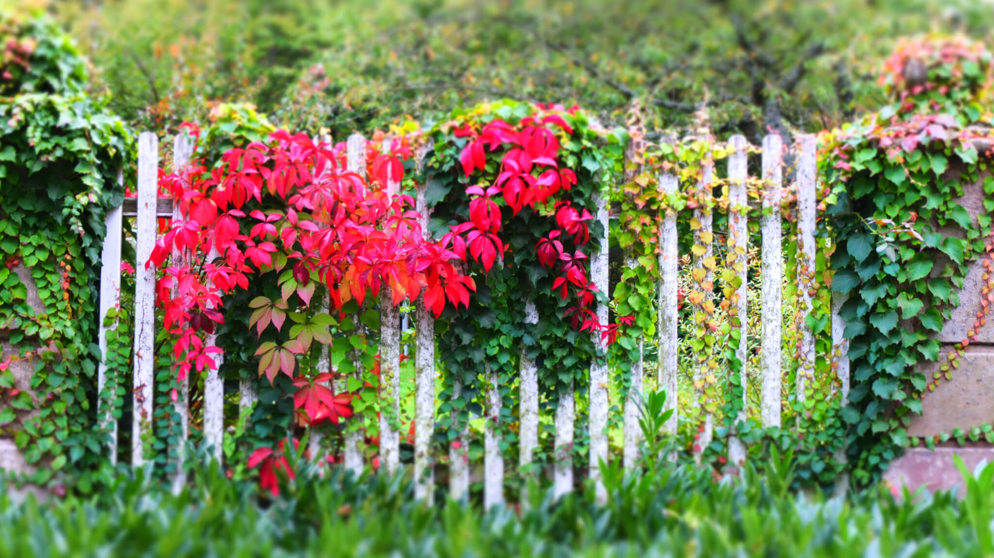 Wilder Wein  Selbstkletternde Jungfernrebe mit herbstlicher Farbexplosion  - Samenhaus Gartenblog
