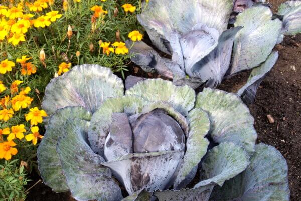 Rotkohl und Tagetes