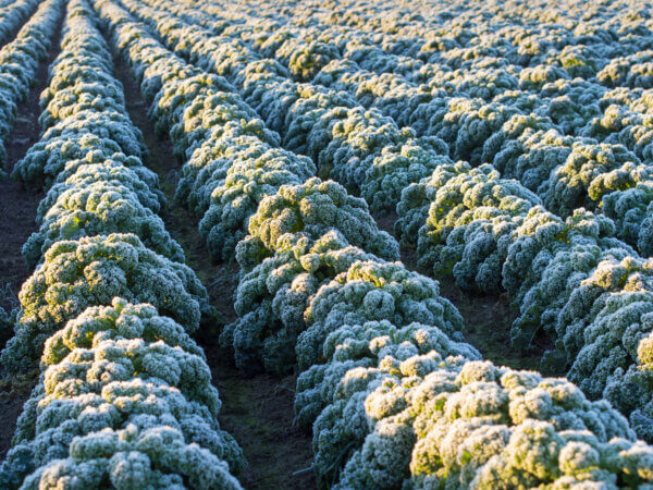 Kohl im Winter