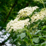 Holunderblüten