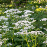 Wiesenkerbel
