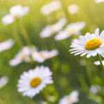 Gänseblümchen