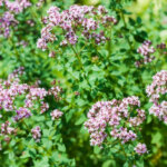 Oregano