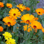 Ringelblume