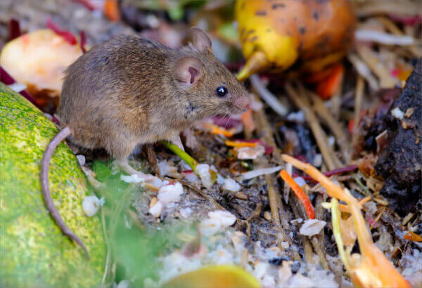 Maus