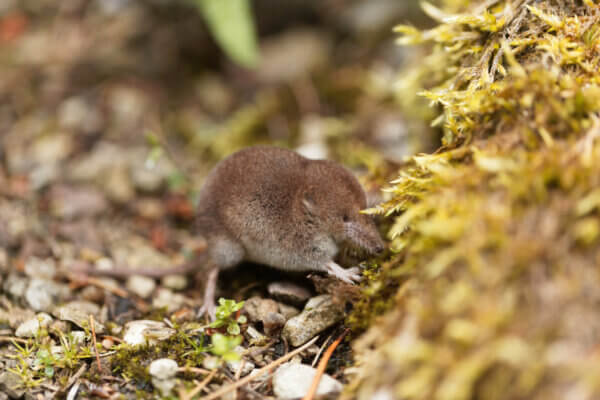 Spitzmaus