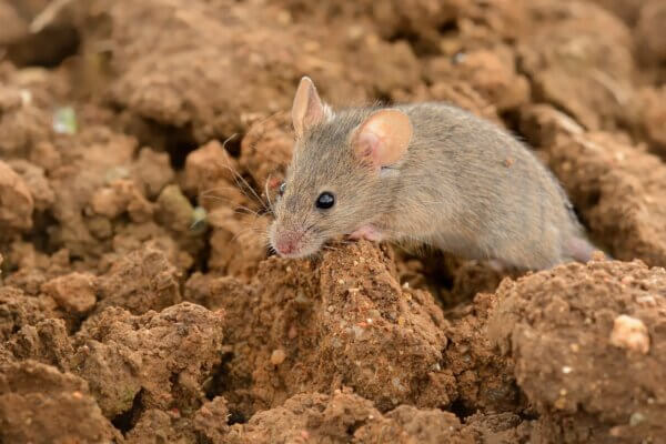 Maus auf dem Feld