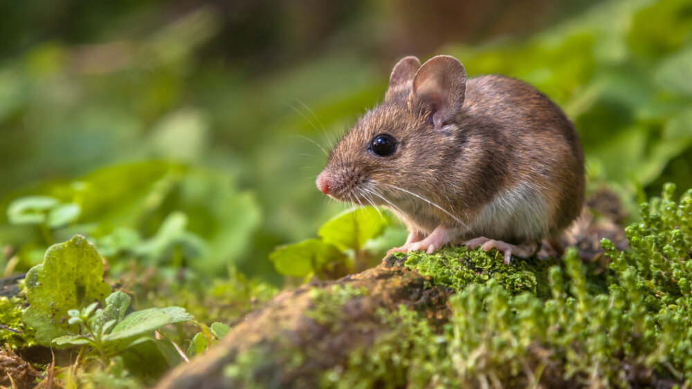 Maus im Wald