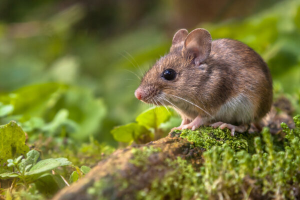 Maus im Wald