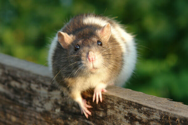 Maus Nahaufnahme