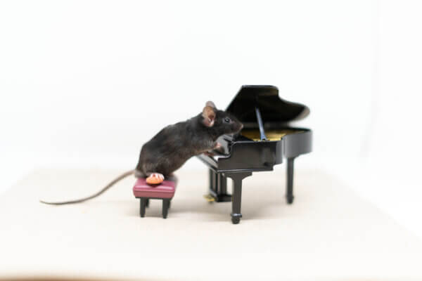 Maus am Klavier