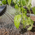 Der Garten im Sommer – Pflegefehler vermeiden