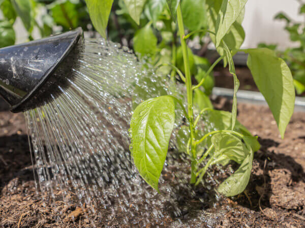Der Garten im Sommer – Pflegefehler vermeiden
