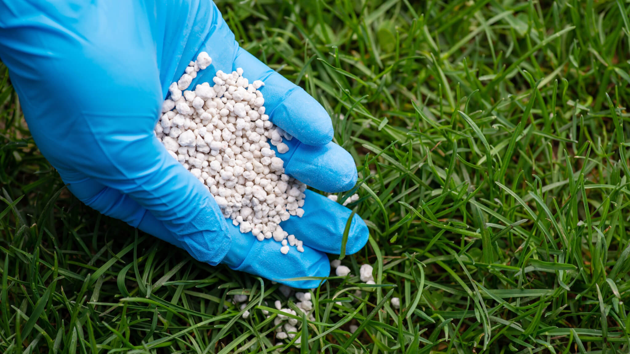 Rasen richtig dngen  so geht's - Samenhaus Gartenblog