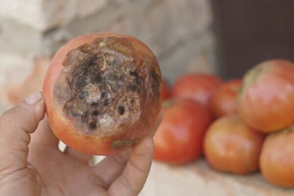 kranke Tomate