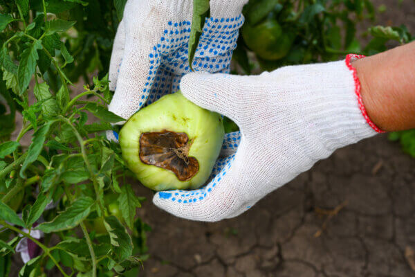 befallene Tomate