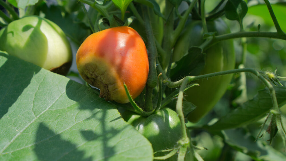 Blütenfäule Tomaten