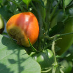 Blütenendfäule – Hilfe, meine Tomaten werden braun
