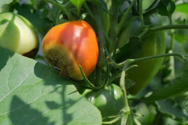 Blütenfäule Tomaten
