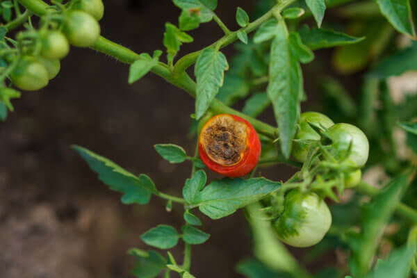 Tomate Blütenfäule