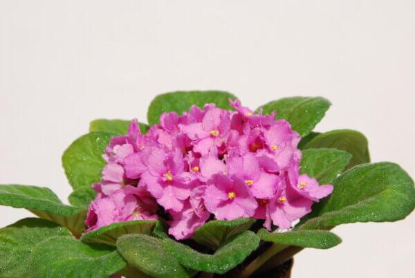 rosa Usambaraveilchen