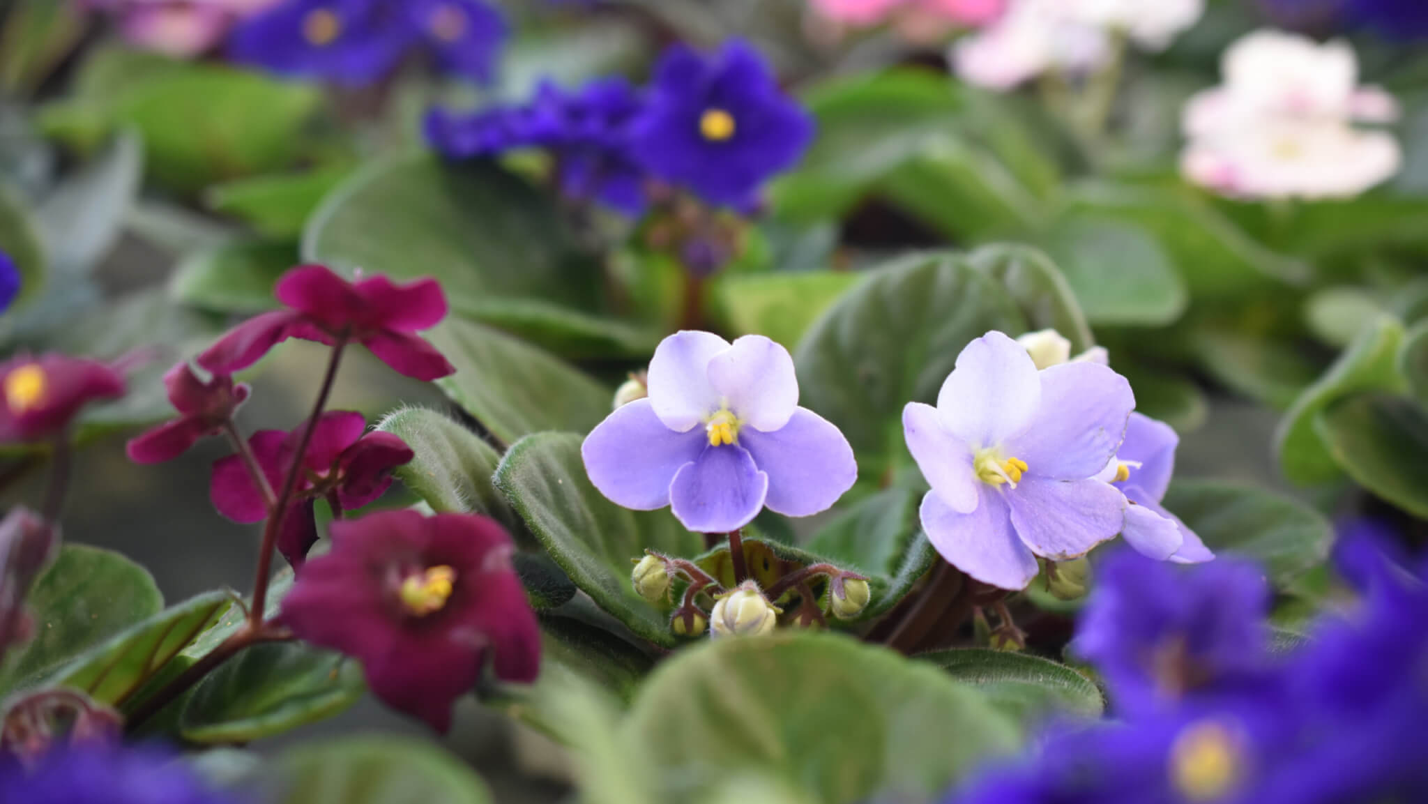 Usambaraveilchen  zarte Schnheiten fr jeden Raum - Samenhaus Gartenblog