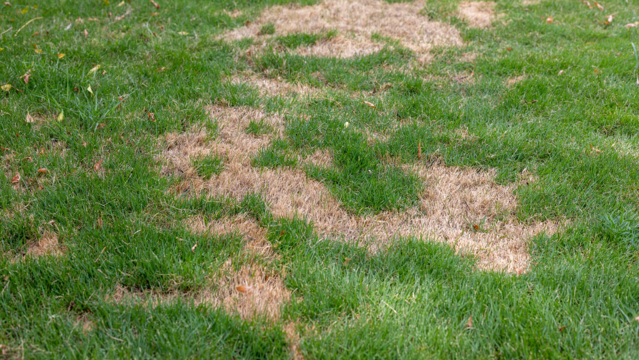 Rasen verbrannt? Was Sie tun knnen, um ihn zu retten - Samenhaus Gartenblog