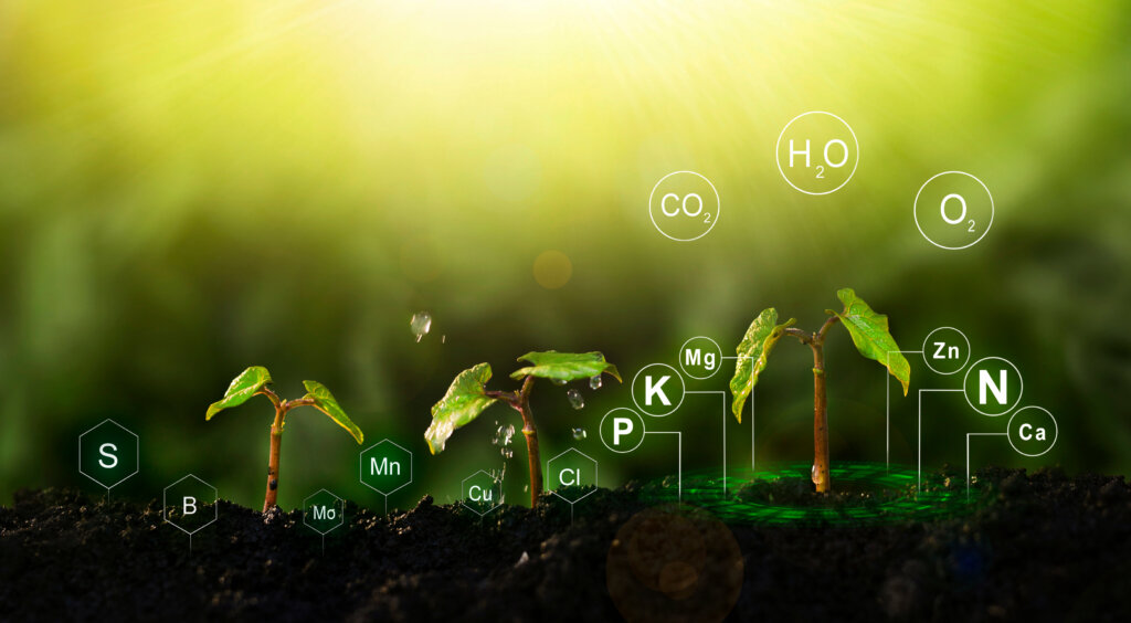 Mangelerscheinungen beim Grow Mikro