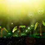Mangelerscheinungen beim Grow Mikro