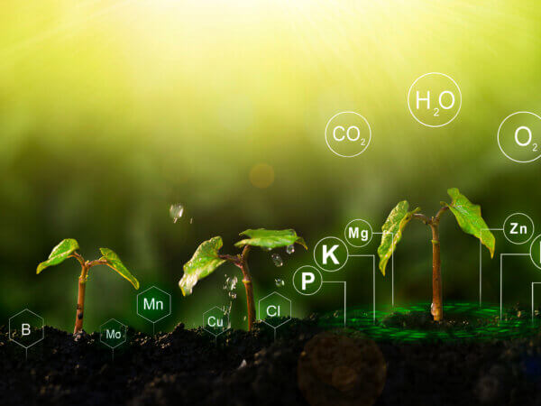 Mangelerscheinungen beim Grow Mikro