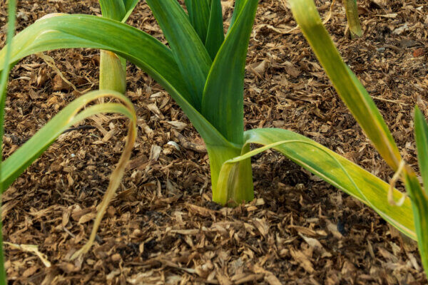 Elefantenknoblauch Mulchen