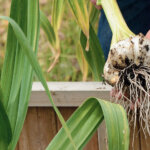 Elefantenknoblauch – die riesigen Knollen im Garten anbauen