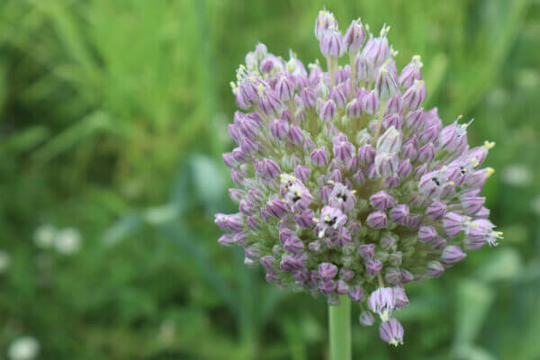 Blüten vom Elefantenknoblauch
