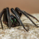 Mächtige Fischernetzspinne