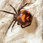 Europäische Schwarze Witwe
