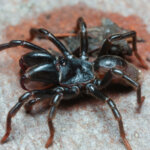 Gemeine Tapezierspinne
