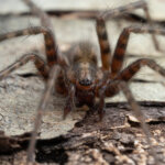 Hauswinkelspinne