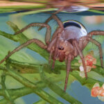 Wasserspinne