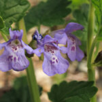 Gundermannblüten