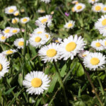 Gänseblümchen