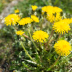 Löwenzahnblüten