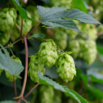 Hopfensprossen