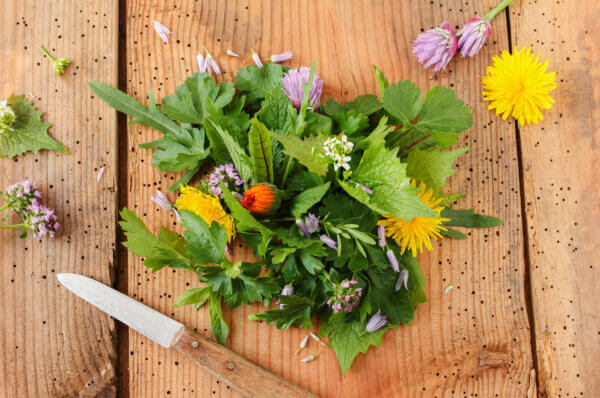 Wildkräutersalat 