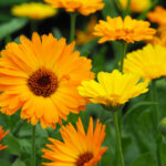 Ringelblume