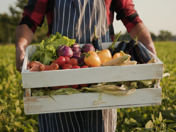 Market Gardening – nicht neu, aber immer beliebter
