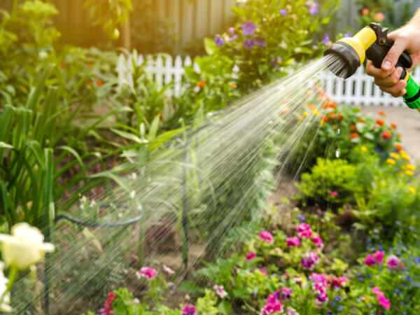 Pflanzen im Garten und auf der Terrasse richtig gießen