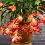 So pflegen Sie den Weihnachtskaktus richtig