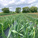 Elefantenknoblauch auf dem Feld