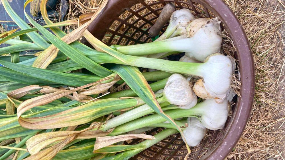 Elefantenknoblauch Ernte im Korb